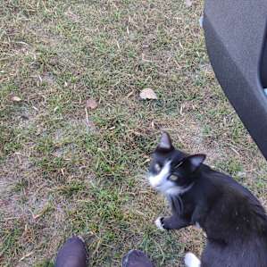 Looking for love and snacks, guard your lap!