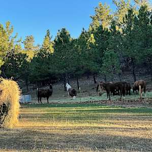 Black Hills Glamping