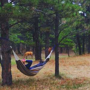 Hammocks are provided around the property