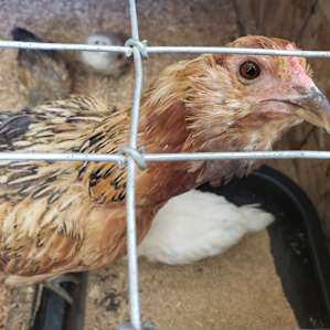 A mother hen and chicks.