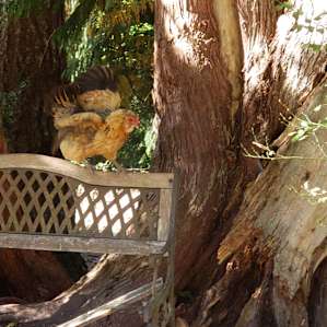 There's many free-roaming animals to enjoy, one more fascinating than the next.