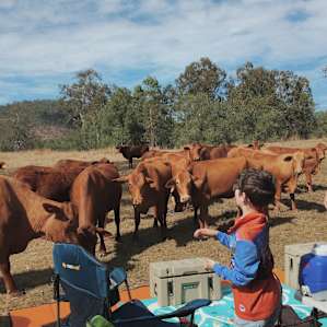 Super friendly cows… they love bread!
