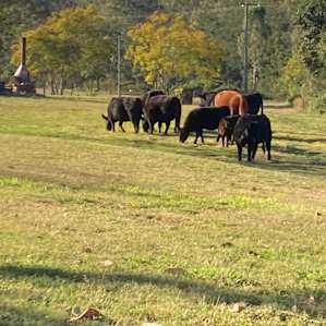 The cows were very entertaining lol