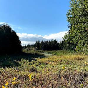 View of the pond in the morning. Perfect for a relaxing canoe ride, view during breakfast, or if you're lucky, a place to see frogs and other animals around.