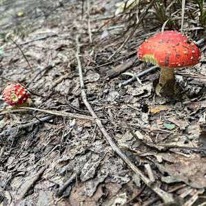 Mushrooms everywhere