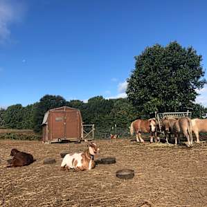 Miniature Horse & Donkey Oasis