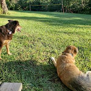 My pups enjoying the open field.