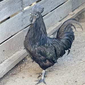 Creekside Farm Co. Homestead