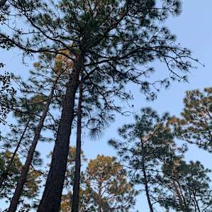 Camp21 Withlacoochee River Pavilion