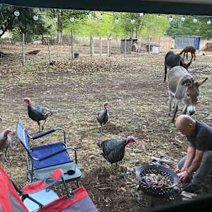 Forest Camping with Farm Animals