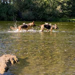 Molalla Ripple