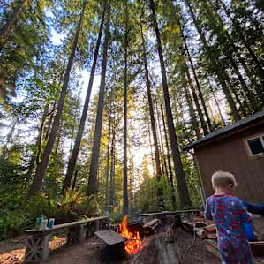 The Mini Forest Cabins