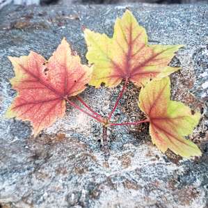 Fall is coming