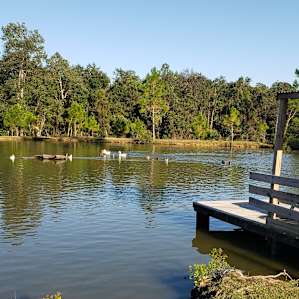 Pond filled with ducks, geese and occasional dog! Maybe an alpaca too!