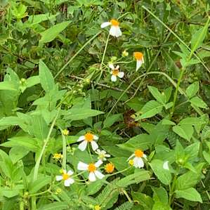 The honeybee area