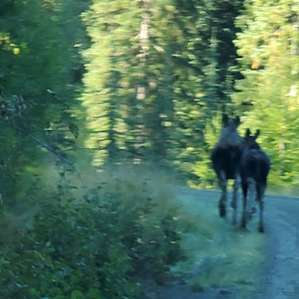 Iron Horse Forest River Cabin