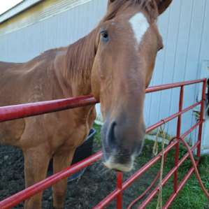 Cooper is a rescue horse that they took in.