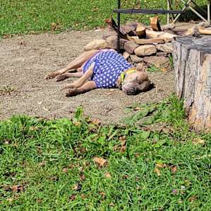The site is dog friendly. There is a fire place provided and there is a grate that can go over it to cook food if needed.
