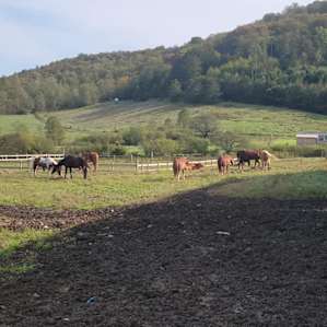 They currently have 13 horses on the property. This is just one of their pastures.