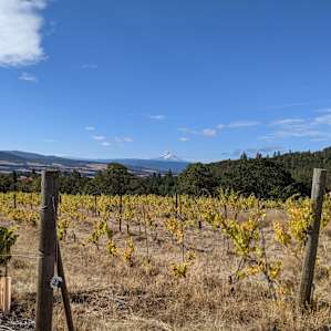 Meadowlark Vineyard Tent Camping