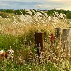 Enjoying the walking path with our dog. We were allowed to let him off leash; they were extremely pet friendly.