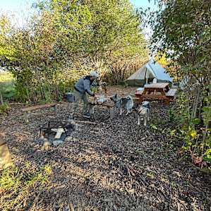 "Plum" Perfect Campsite on the Farm