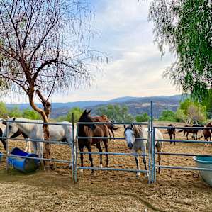 Saddle Up Ranch Site 2