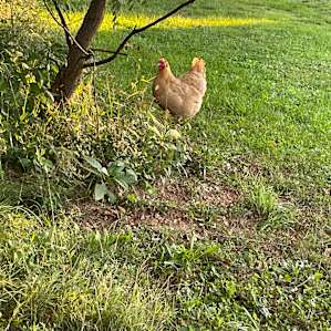 Chicken!