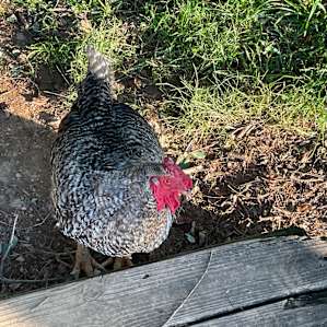Also a chicken!