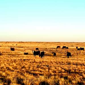 Comanche Grasslands