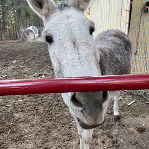 Here is the clever donkey, Einstein. Loved his bray and his personality.