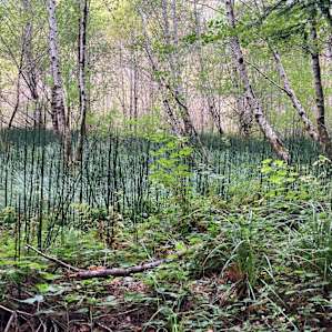 Along the marsh trail