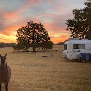 Llamaland Tent Camping
