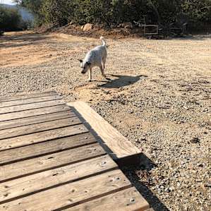 Friendly dogs part 2!