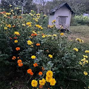 Campsite in the garden