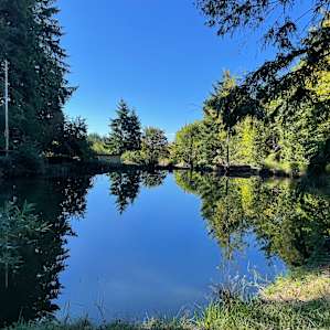 A Oasis in country pasture forest