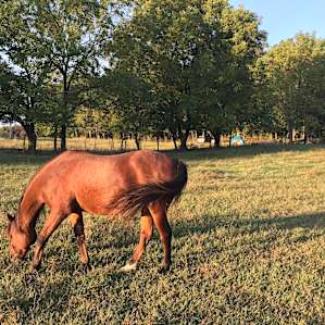 Warriors o' Rainbow Horse Sanctuary