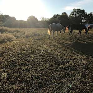 Warriors o' Rainbow Horse Sanctuary