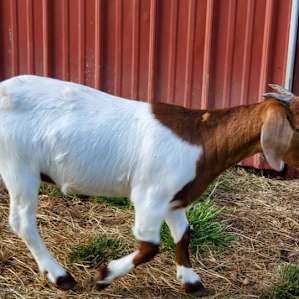 Camping with Unruly Goats