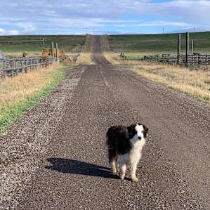 Cookie the cattle dog greets you and is great!