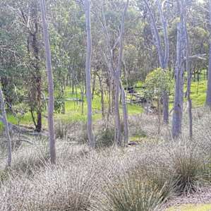 The gully at the bottom of Birdsong