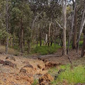 The gully at the bottom of Birdsong