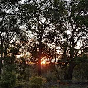 Beautiful sunsets through the trees.