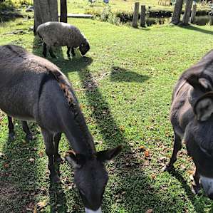 Farm Animal Rescue - RV Site
