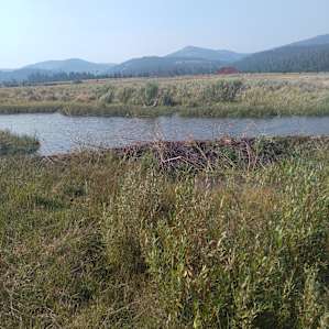 Phewpine Ranch