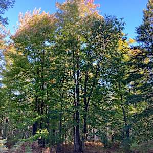 the woods behind the cabin