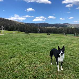 Sapphire Coast Dairy