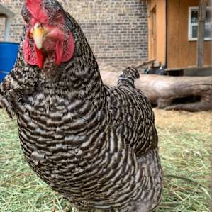 The Vaudeville! Urban Farm Fun
