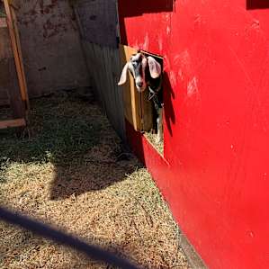 The Vaudeville! Urban Farm Fun