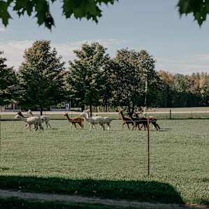 Currently there are 46 Alpacas who call this beautiful land home, they have a ton of space to move and play.